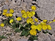 35 Papaver rhaeticum (Papavero dorato) sui macereti del Mandrone